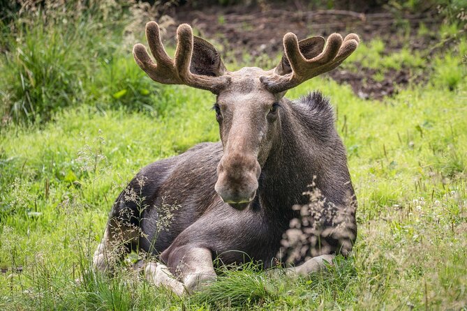Bear and Arctic Animals 2 Day Trip from Rovaniemi - Day two brings Ranua Wildlife Park
