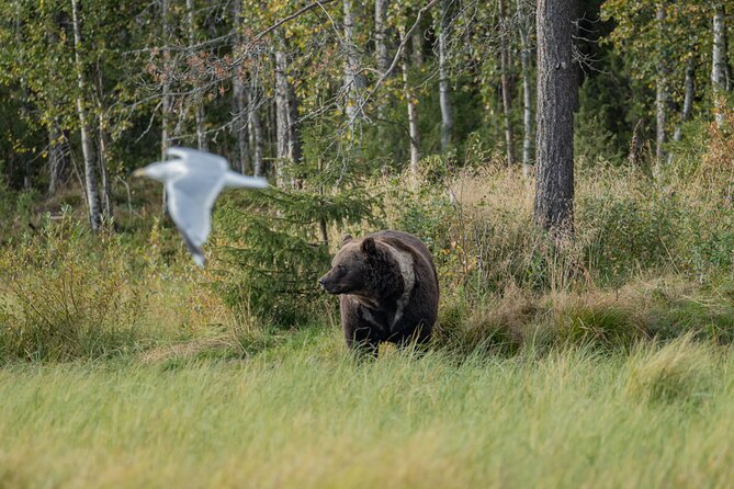 Bear and Arctic Animals 2 Day Trip from Rovaniemi - Comfort, timing, and what to pack mentally