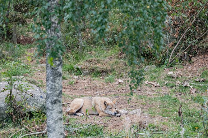 Bear and Arctic Animals 2 Day Trip from Rovaniemi - Who should book this two-day animal trip?