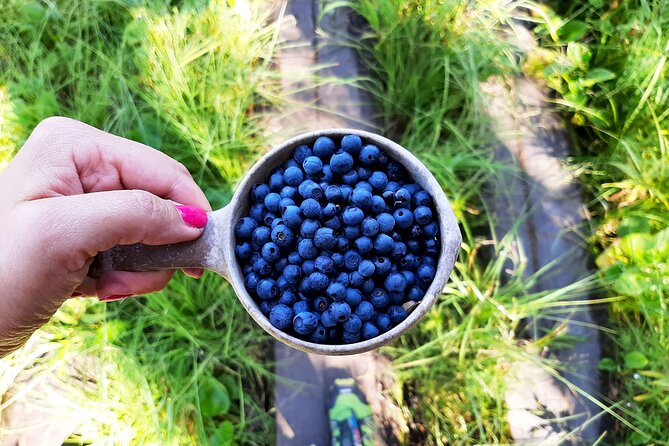 Berry Picking in a National Park - Walking through the Taiga forest
