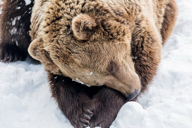 Bus to Ranua Zoo from Rovaniemi - Making the most of your three hours