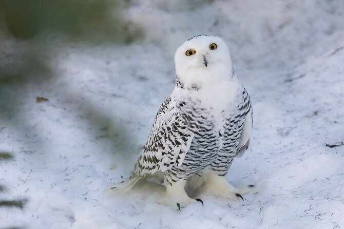Bus to Ranua Zoo from Rovaniemi - Is $96.33 good value?