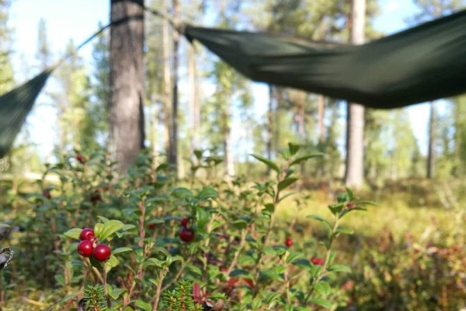 Cocooning in the HaliPuu forest: The ultimate Arctic hammock relaxation - What the $124.66 price actually covers