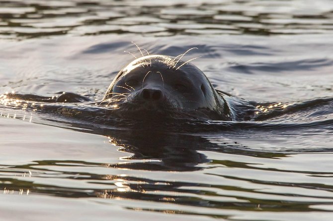 Cruise in Puumala by Lake Saimaa - Key points at a glance