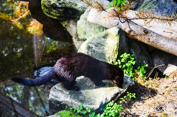 Day Trip to Ranua Arctic Wildlife Park from Rovaniemi - Why Ranua makes a good day outside Rovaniemi