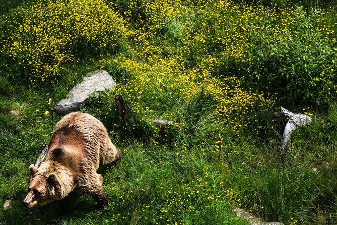Day Trip to Ranua Arctic Wildlife Park from Rovaniemi - A barbecue lunch in the middle of the day
