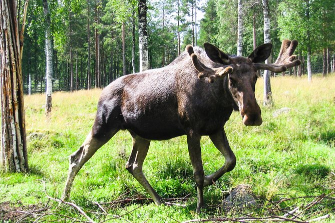 Day Trip to Ranua Arctic Wildlife Park from Rovaniemi - Who will enjoy this outing most?