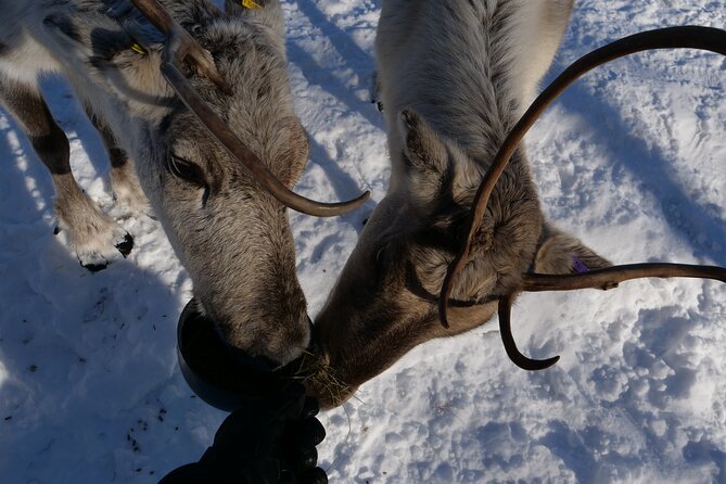 Discover Inari: Reindeer Farm, Siida Museum & Open Fire Lunch - Key points to know before you go