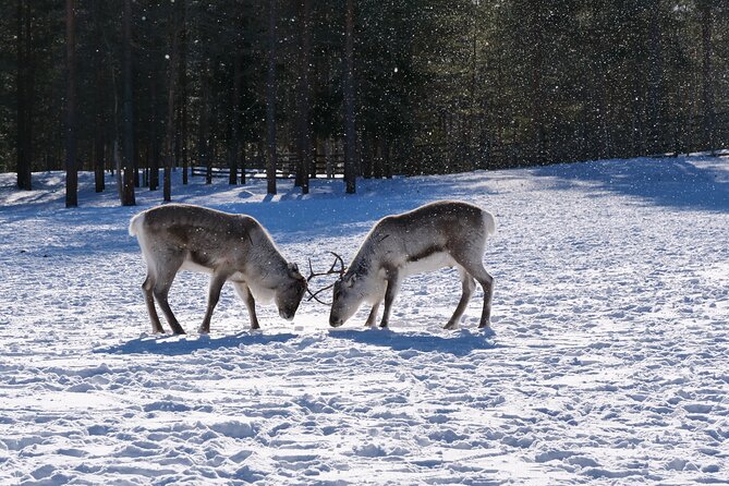 Discover Inari: Reindeer Farm, Siida Museum & Open Fire Lunch - Why this Inari day works so well