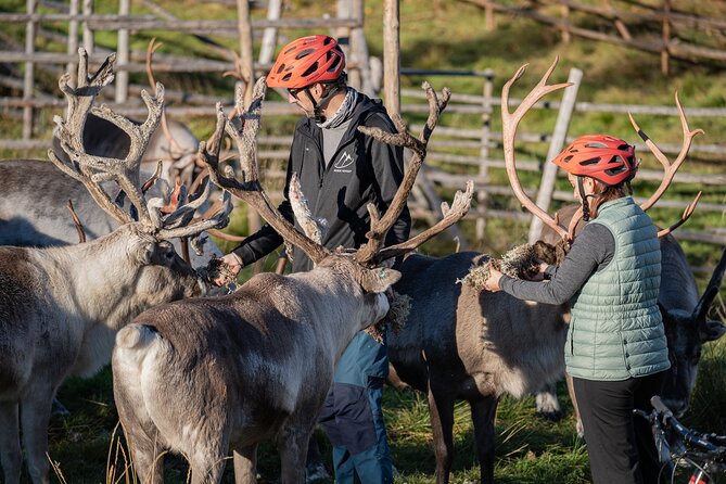 Electric Fatbike Trip to the Reindeer Farm - Meeting reindeer at a working farm