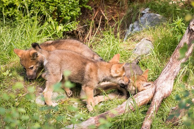 Experience Reindeer Farm and Ranua Wildlife Park in Rovaniemi - Polar bears, lynxes, and the appeal of Ranua