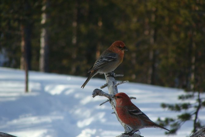 Explore Winter Woods: Snowshoe walk with local Biologist - Ancient woods, lakes, and snowy mires
