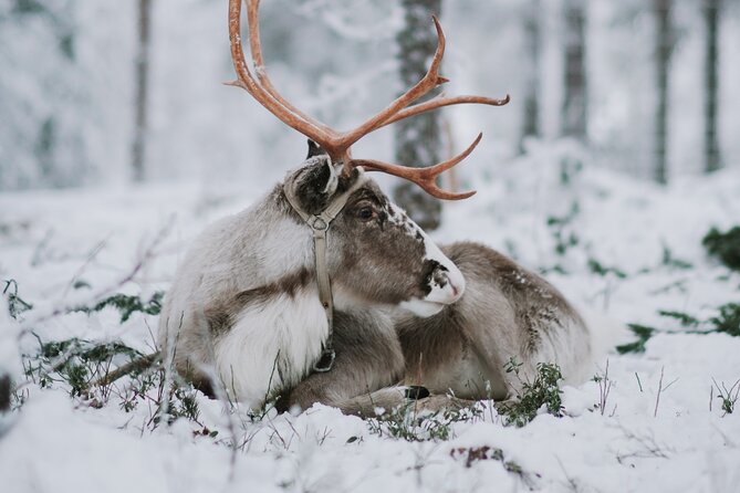 Family day: Reindeer, Husky and Snowmobiling in Levi - A slower ride with Lapland’s reindeer