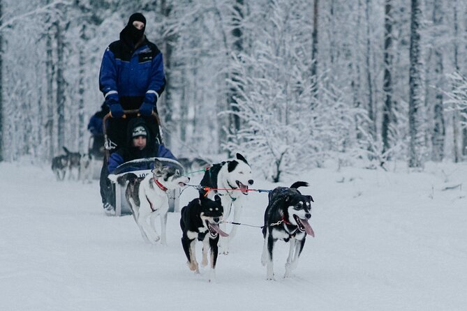 Family day: Reindeer, Husky and Snowmobiling in Levi - Why the snowmobile section earns the praise