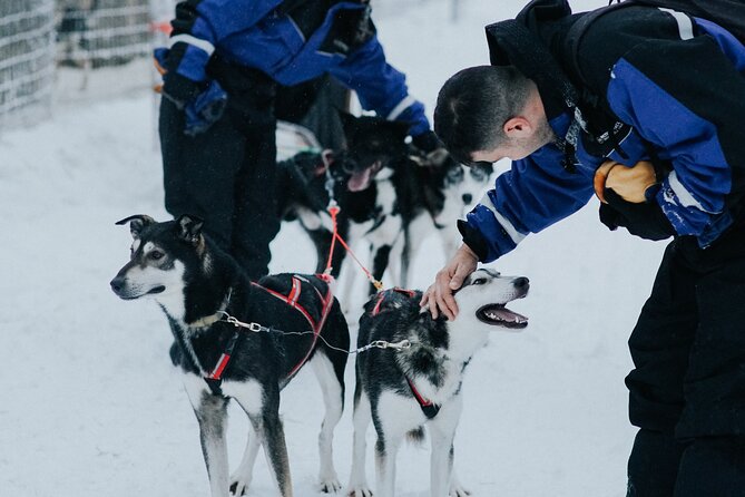 Family day: Reindeer, Husky and Snowmobiling in Levi - The real issue: queues and group control