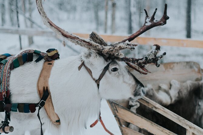 Family day: Reindeer, Husky and Snowmobiling in Levi - Guides make a major difference