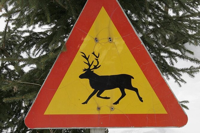 Forest Trail Reindeer Safari - Why this reindeer outing feels more personal