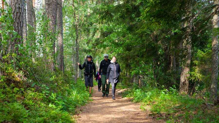 From Helsinki: Berry Picking Day Trip in a National Park - Picking Blueberries and Lingonberries in Liesjärvi