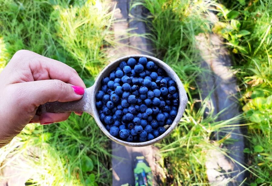 From Helsinki: Berry Picking Day Trip in a National Park - The Return Walk and a Full Day Outdoors