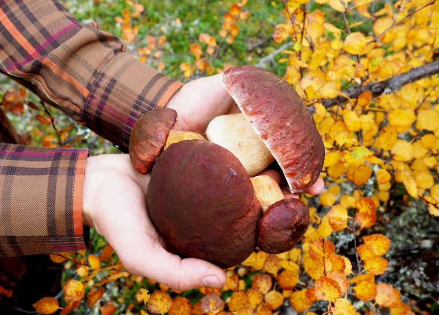 From Helsinki: Mushroom Hunting Tour in a National Park - Why Mushroom Hunting Makes a Good Finland Day Trip