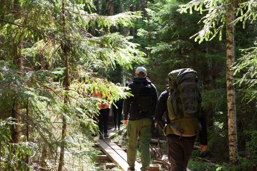 From Helsinki: Mushroom Hunting Tour in a National Park - Walking Through Liesjärvi National Park