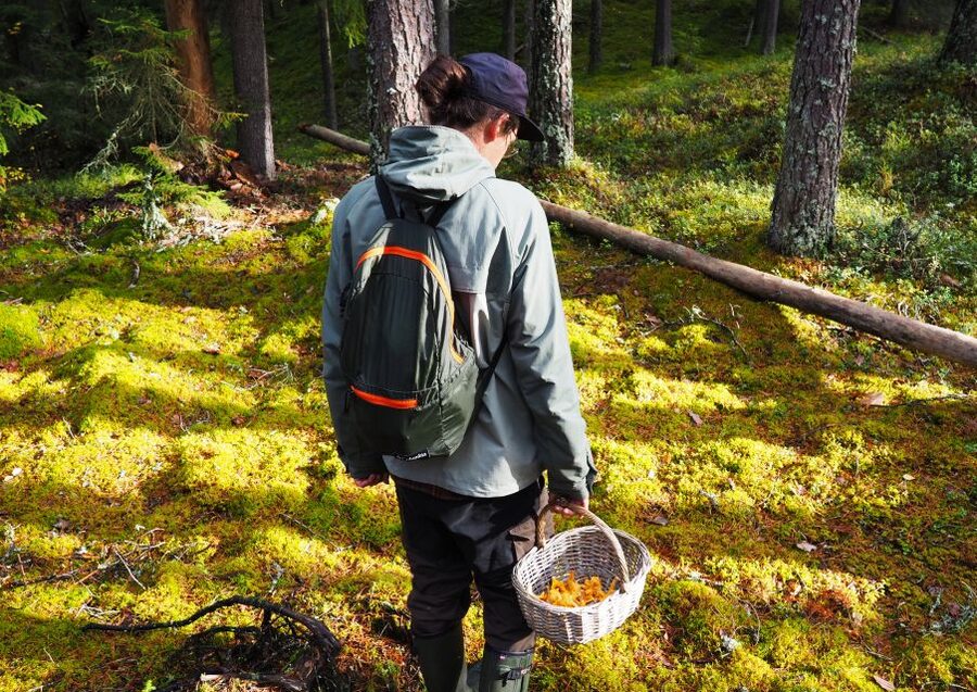 From Helsinki: Mushroom Hunting Tour in a National Park - Chanterelles, Safety, and the Element of Luck