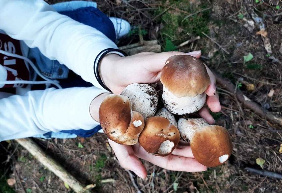 From Helsinki: Mushroom Hunting Tour in a National Park - A Lakeside Campfire Lunch