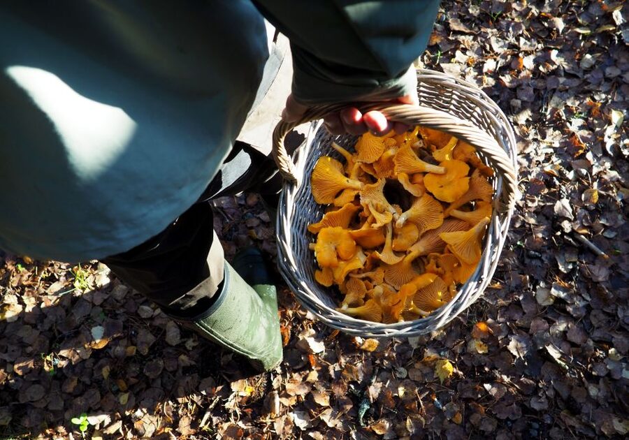 From Helsinki: Mushroom Hunting Tour in a National Park - Continuing Around the Park After Lunch