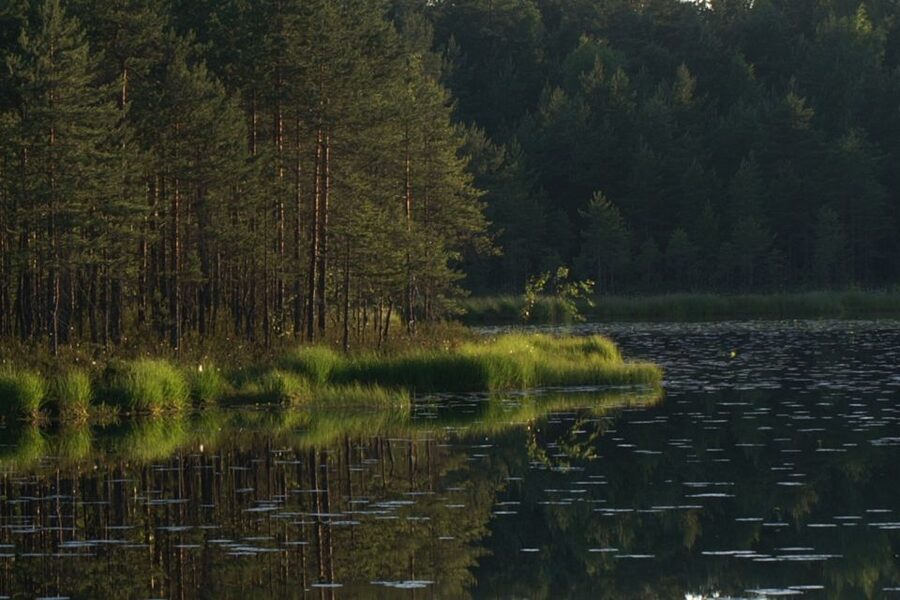 From Helsinki: Nuuksio National Park Half-Day Trip - Leaving Helsinki by train and bus