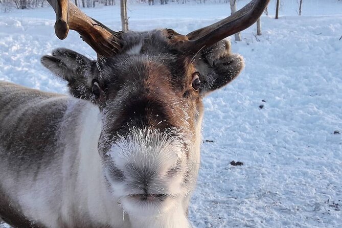 From Ivalo: Ice Fishing Safari to Lake Inari, reindeers & lunch - Lunch, hot drinks, and a traditional Finnish tent