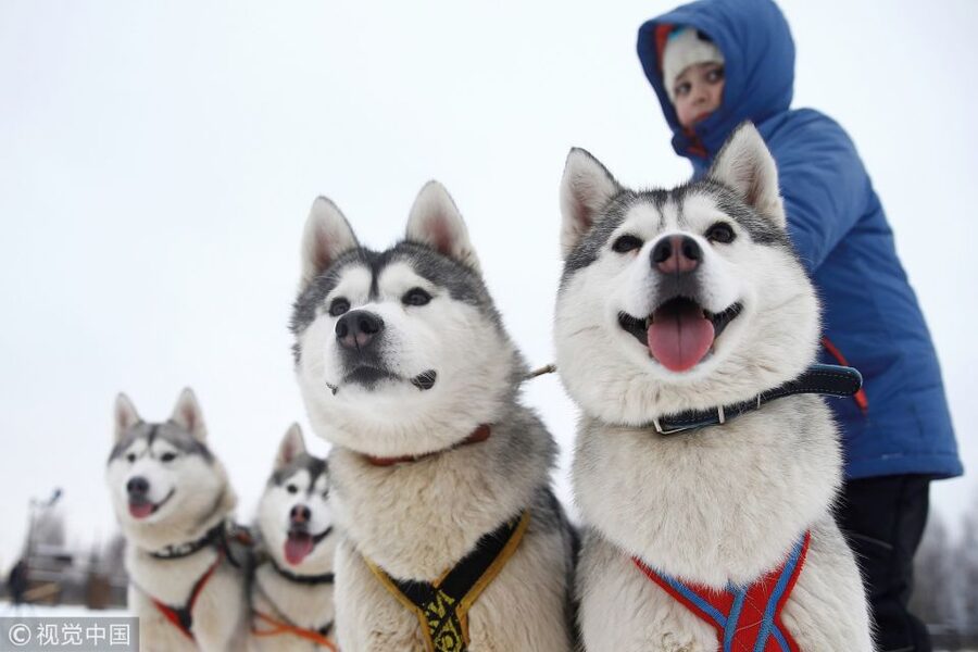 From Rovaniemi: 5km Husky Sleigh Ride - Quick points before you book
