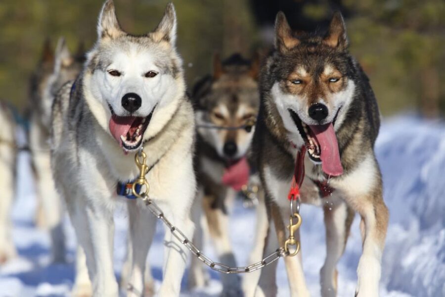 From Rovaniemi: 5km Husky Sleigh Ride - Meeting the huskies before the 5-kilometer ride