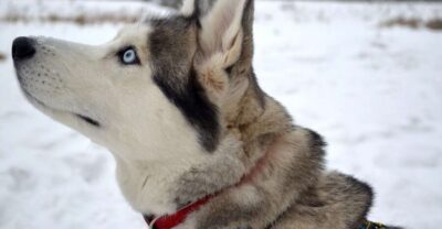5km Husky Sleigh Ride