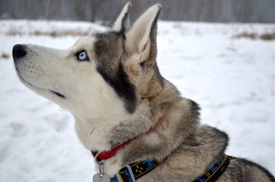 From Rovaniemi: 5km Husky Sleigh Ride - Inside a traditional Finnish kota hut