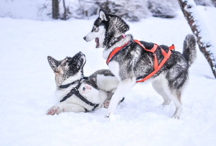 From Rovaniemi: 5km Husky Sleigh Ride - Is $193 a fair price?