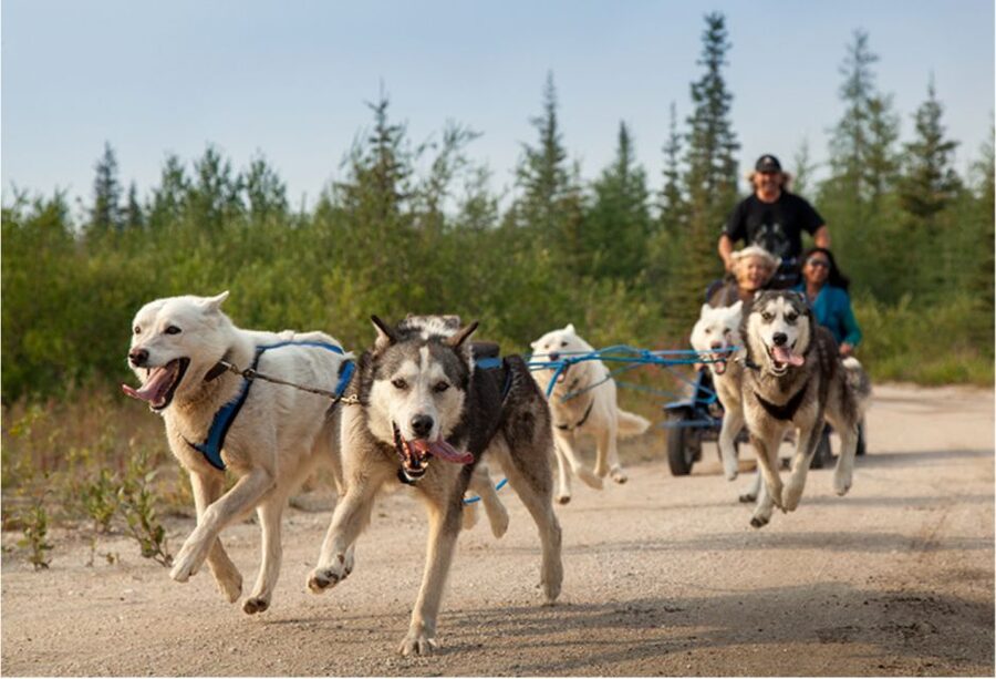 From Rovaniemi: Autumn Husky Safari Adventure - Key Points Before You Book