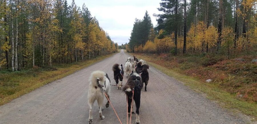 From Rovaniemi: Autumn Husky Safari Adventure - Leaving Rovaniemi for the Finnish Forest