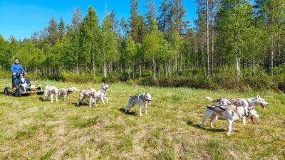 Autumn Husky Safari Adventure