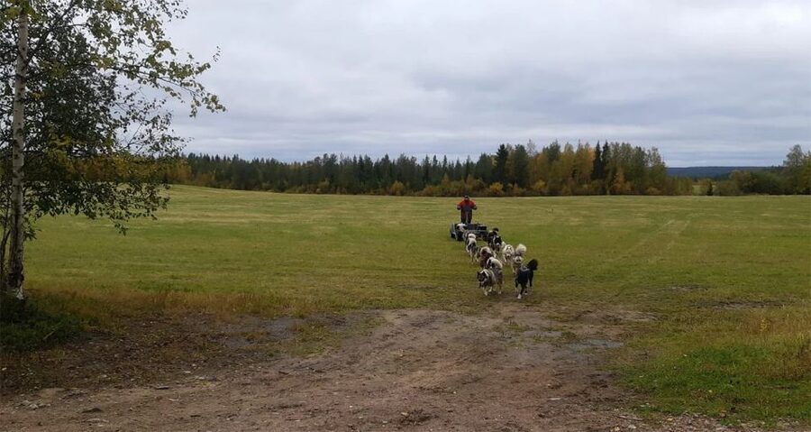 From Rovaniemi: Autumn Husky Safari Adventure - What the Farm Visit Teaches You