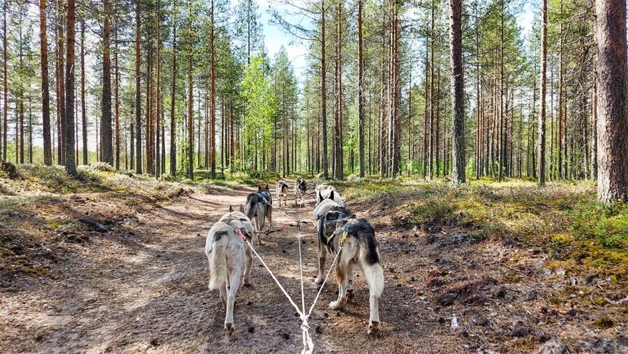 From Rovaniemi: Autumn Husky Safari Adventure - Cancellation and Booking Flexibility