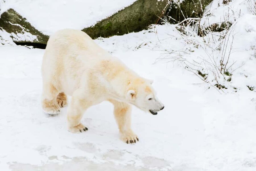 From Rovaniemi: Family Friendly Visit to Ranua Wildlife Park - Key points to know before booking