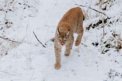 Family Friendly Visit to Ranua Wildlife Park
