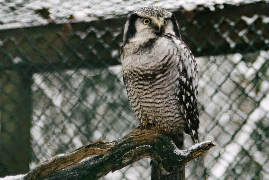 From Rovaniemi: Family Friendly Visit to Ranua Wildlife Park - The return journey and the real time commitment