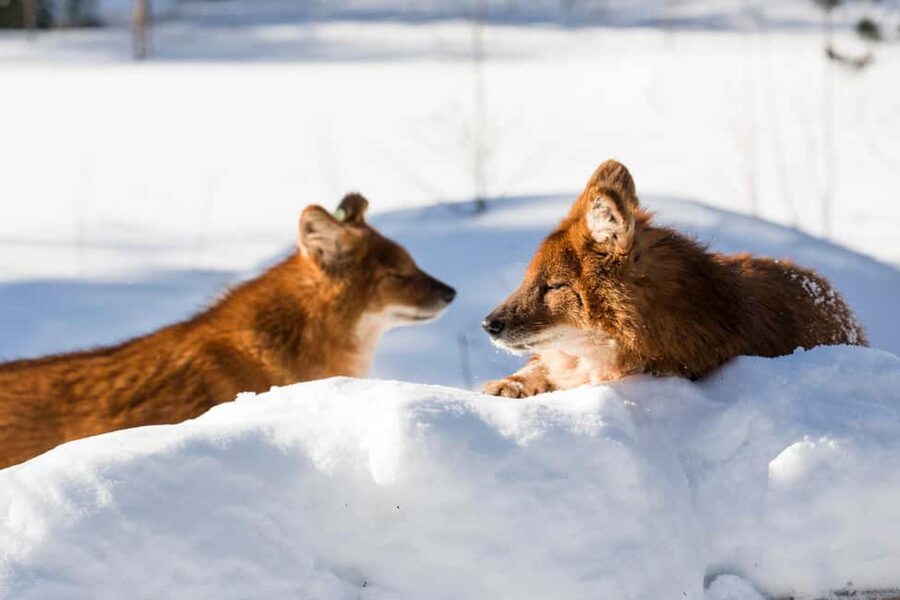From Rovaniemi: Family Friendly Visit to Ranua Wildlife Park - What to wear and bring