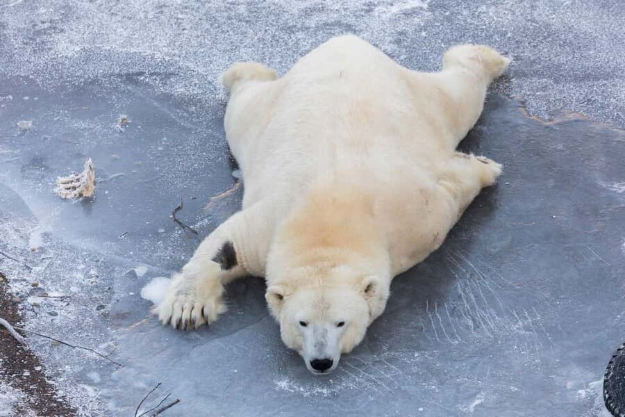 From Rovaniemi: Family Friendly Visit to Ranua Wildlife Park - Who should book this Ranua trip?