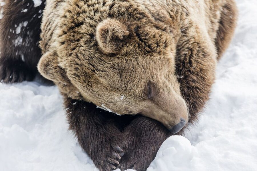 From Rovaniemi: Ranua Wildlife Park Experience - Key Points to Know Before You Go