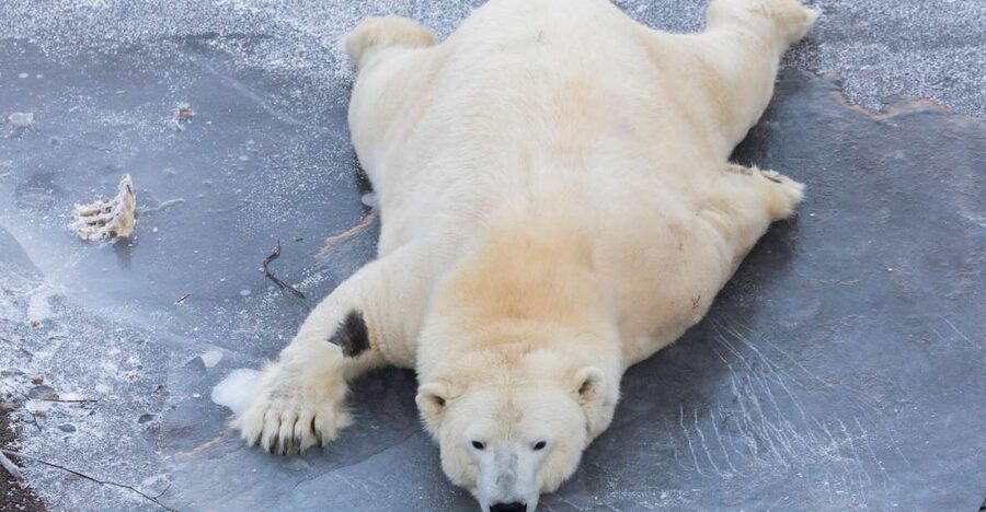 From Rovaniemi: Ranua Wildlife Park Experience - Arctic Animals You May See Along the Way
