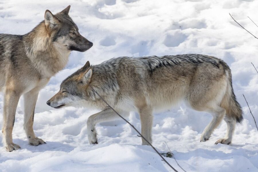From Rovaniemi: Ranua Wildlife Park Experience - Why the Outdoor Setting Matters