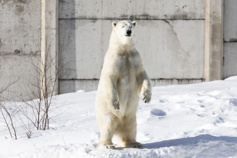 From Rovaniemi: Ranua Wildlife Park Experience - Is $247 Good Value?