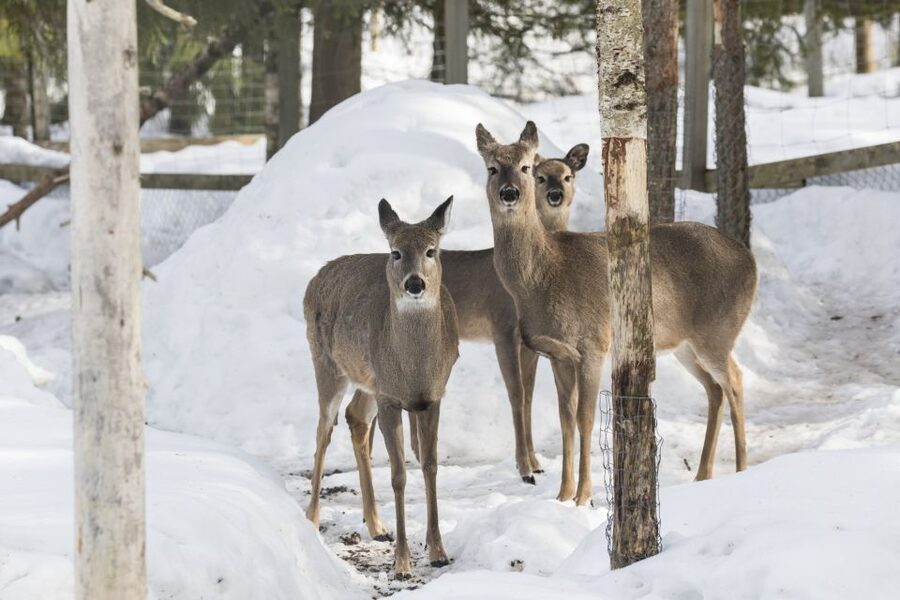 From Rovaniemi: Ranua Wildlife Park Experience - Who Will Enjoy This Ranua Excursion?